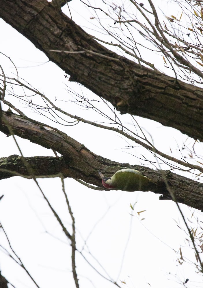 Eurasian Green Woodpecker - Kamryn Behee