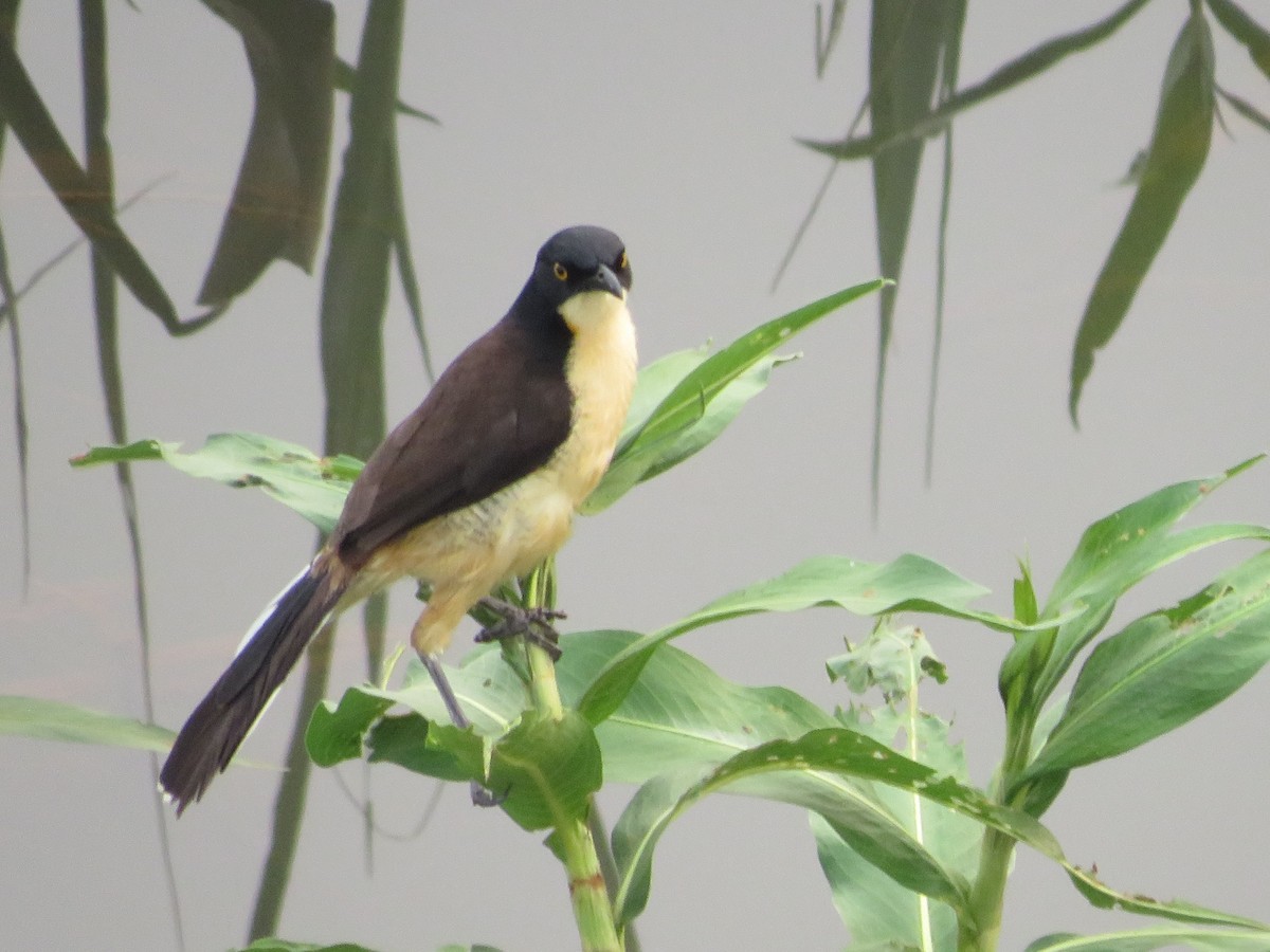 Black-capped Donacobius - Eduardo  Medina