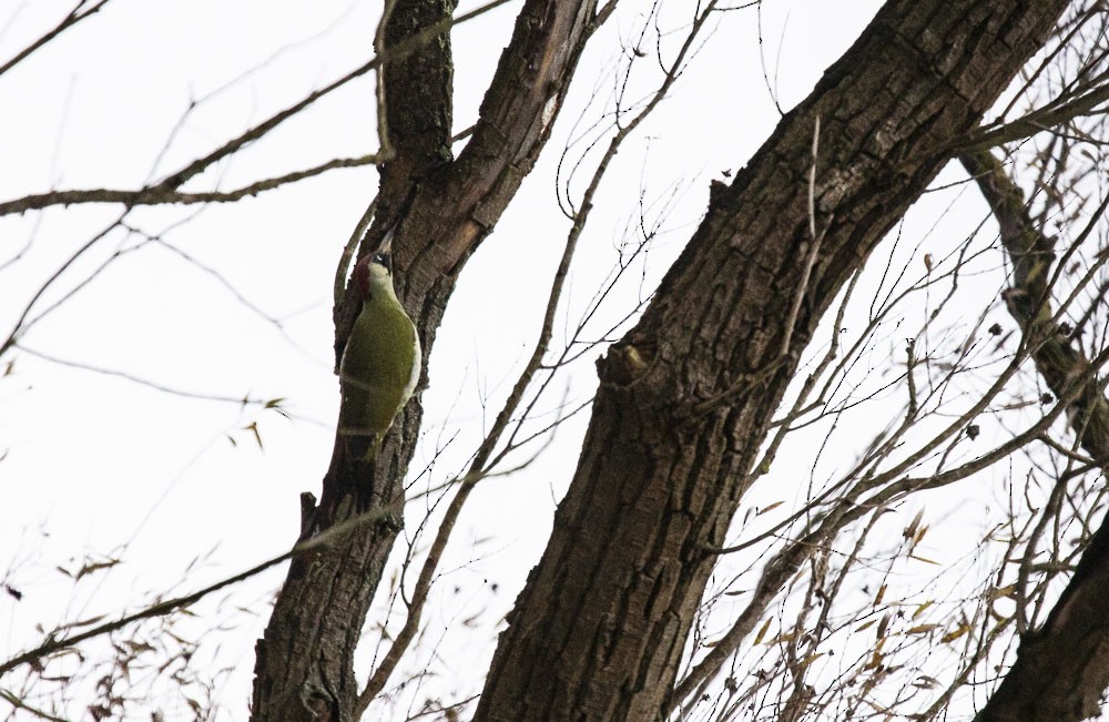 Eurasian Green Woodpecker - ML611504876