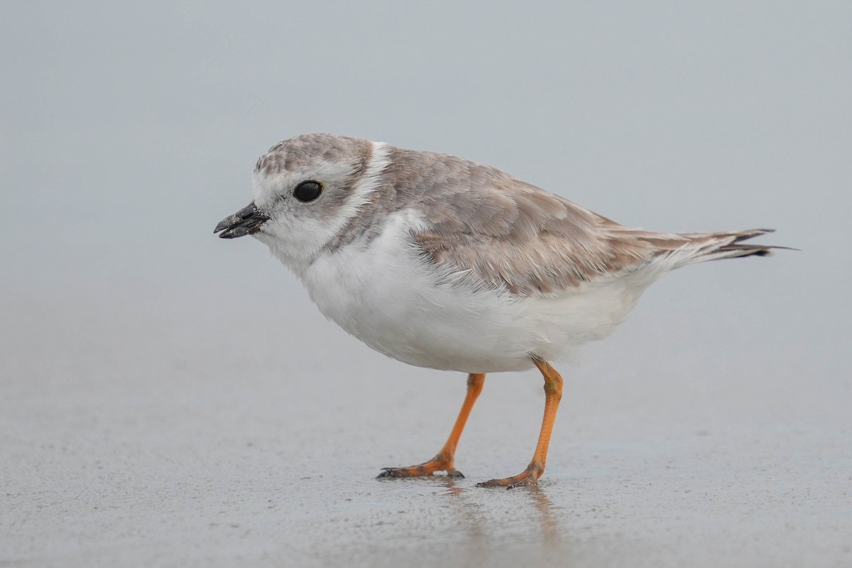 Piping Plover - ML611504896