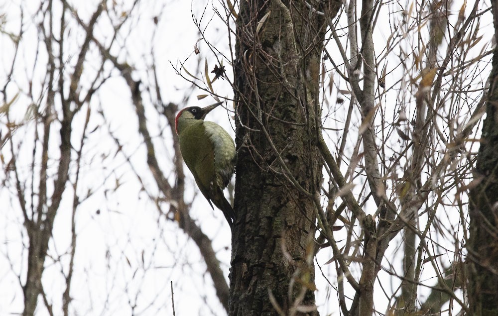 Eurasian Green Woodpecker - ML611504922