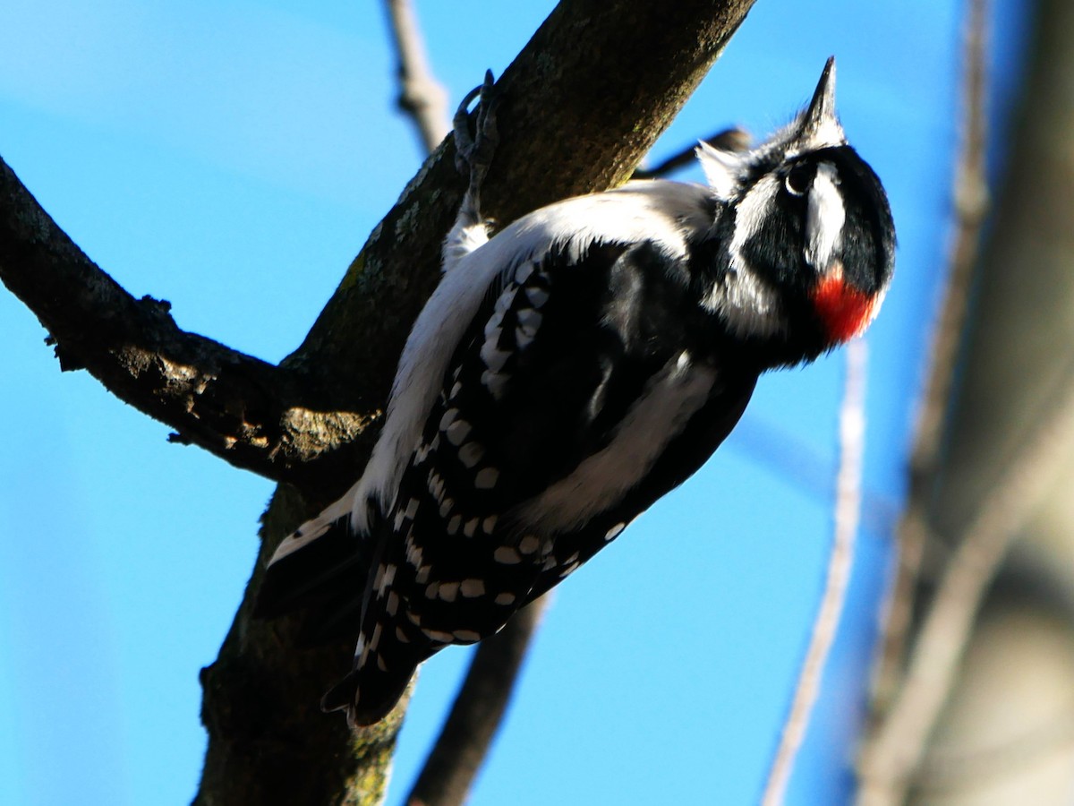 Downy Woodpecker - ML611505035
