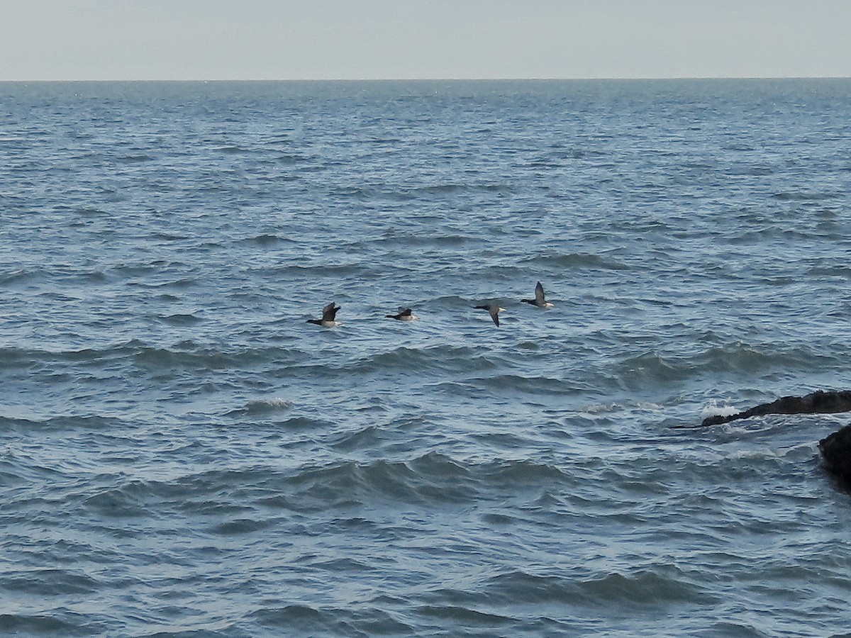 Brant (Atlantic) - ML611505199