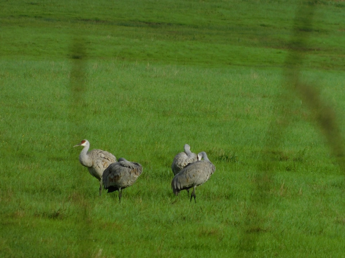 Sandhill Crane - ML611505214