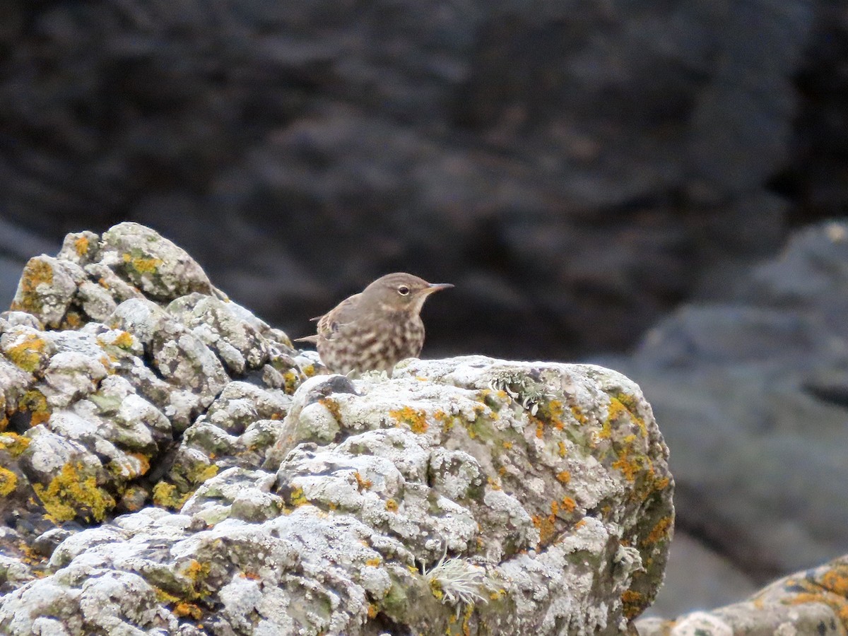 Rock Pipit - ML611505219