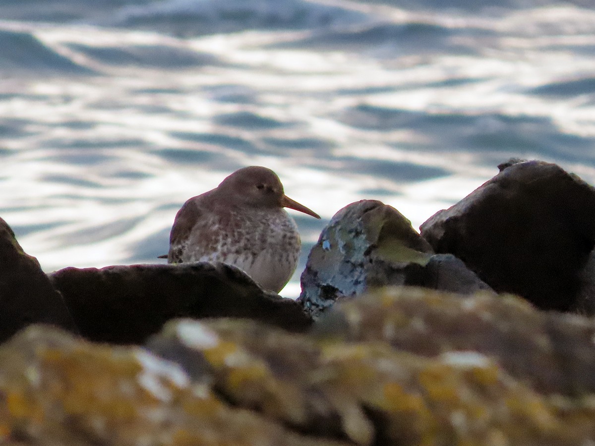 Purple Sandpiper - ML611505226