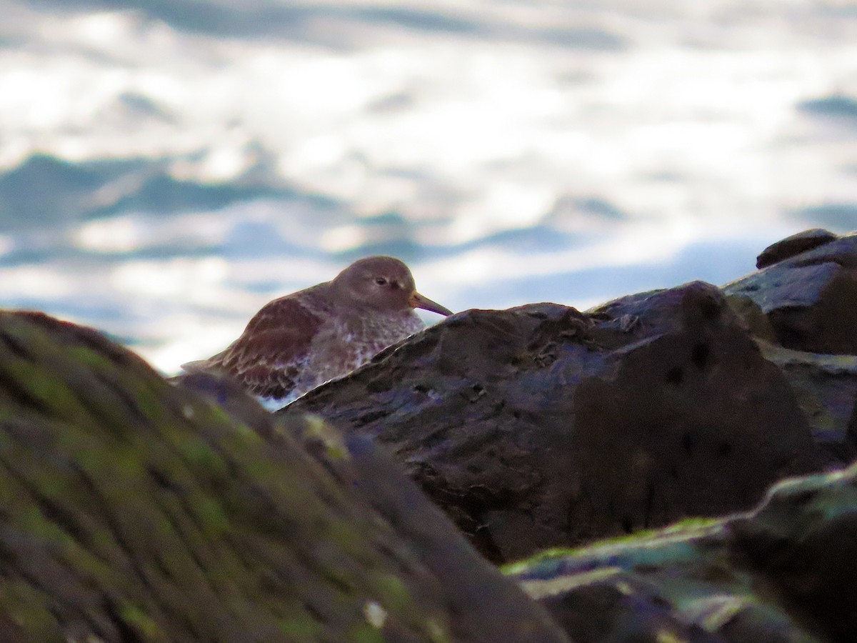 Purple Sandpiper - ML611505227