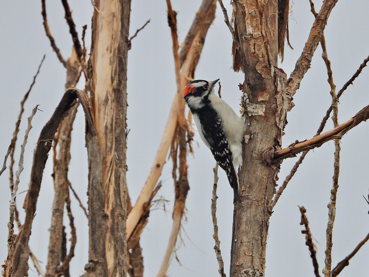 Downy Woodpecker - ML611505293