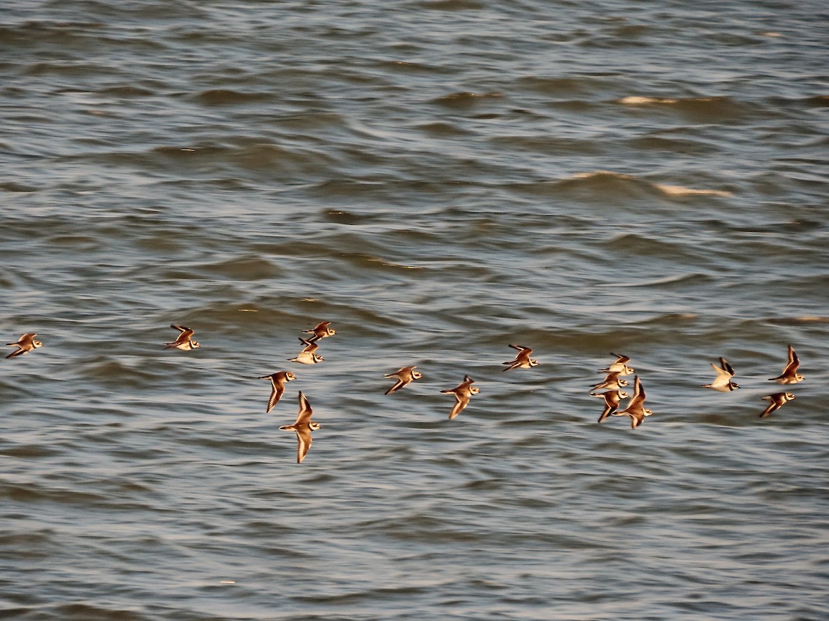 Common Ringed Plover - ML611505316