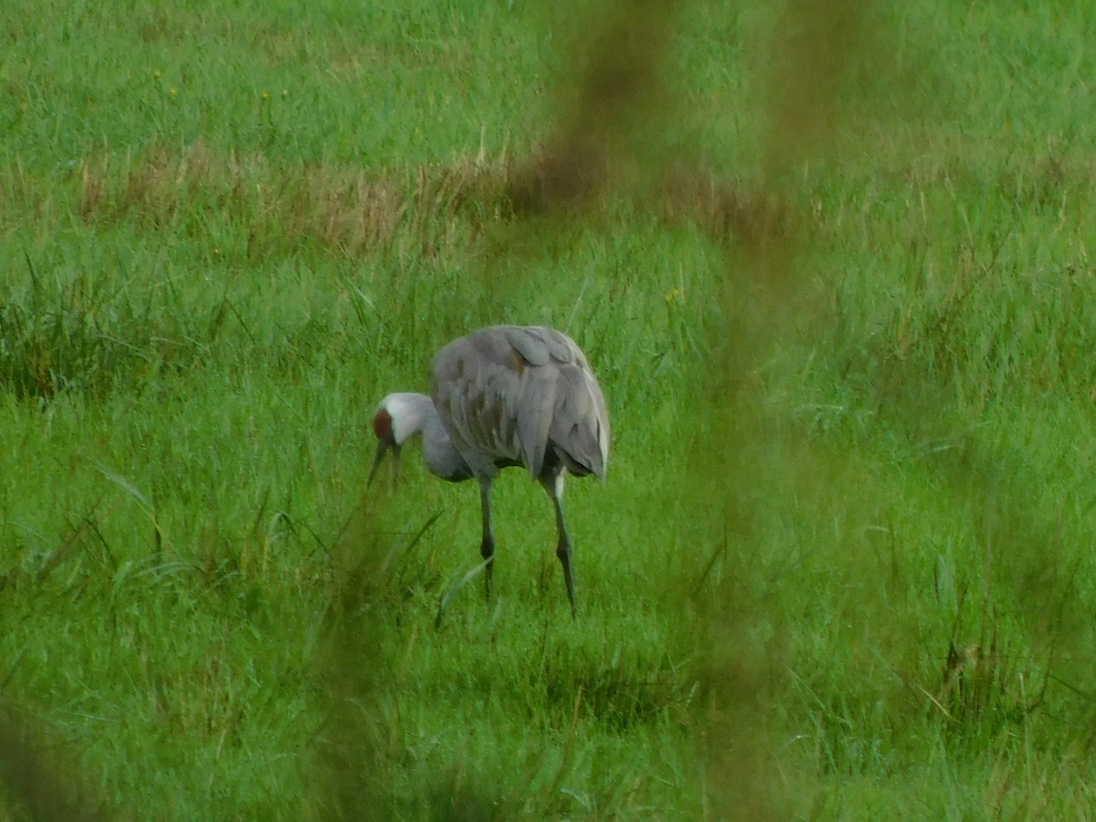 Sandhill Crane - ML611505322