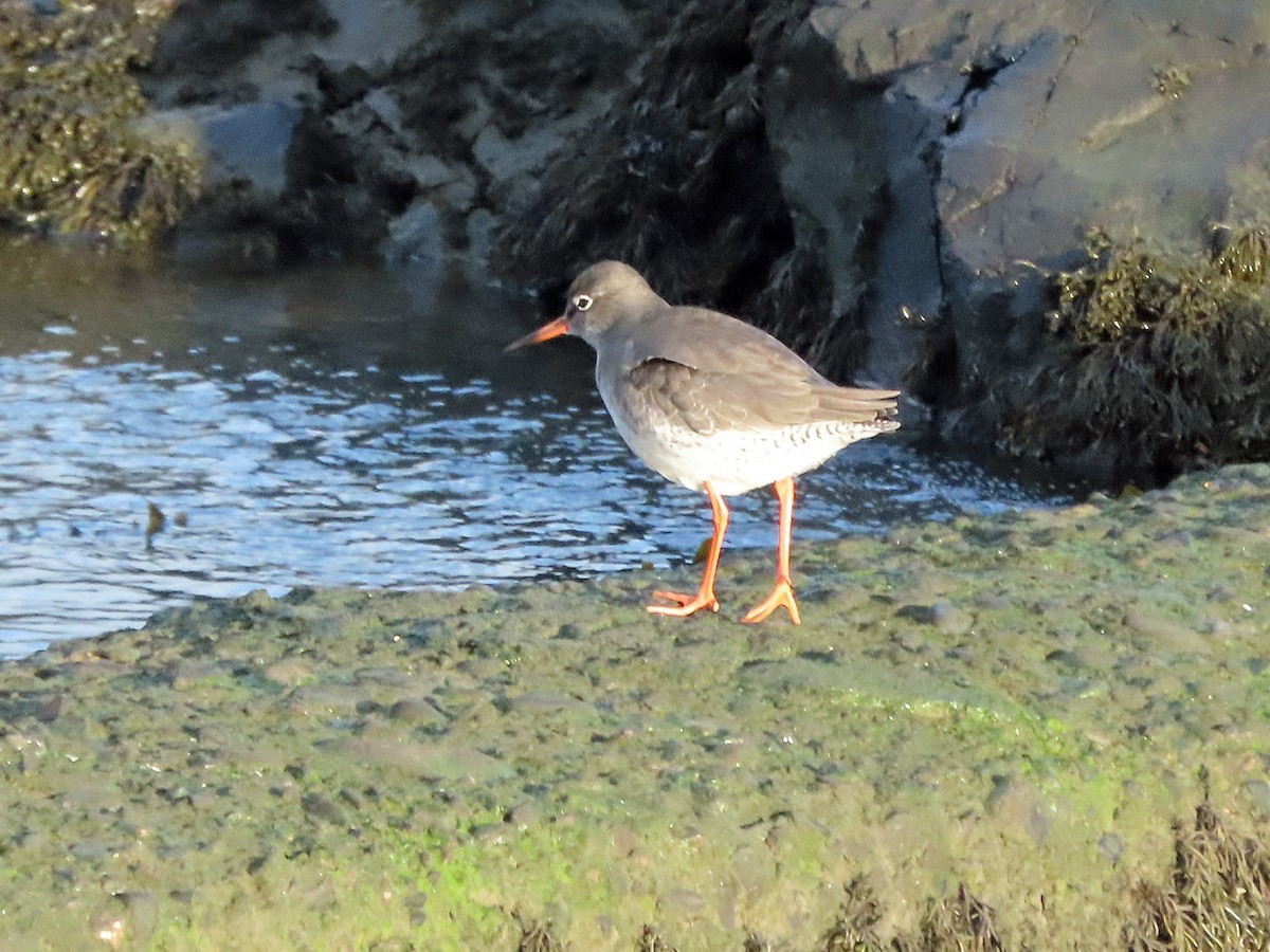 Common Redshank - ML611505323