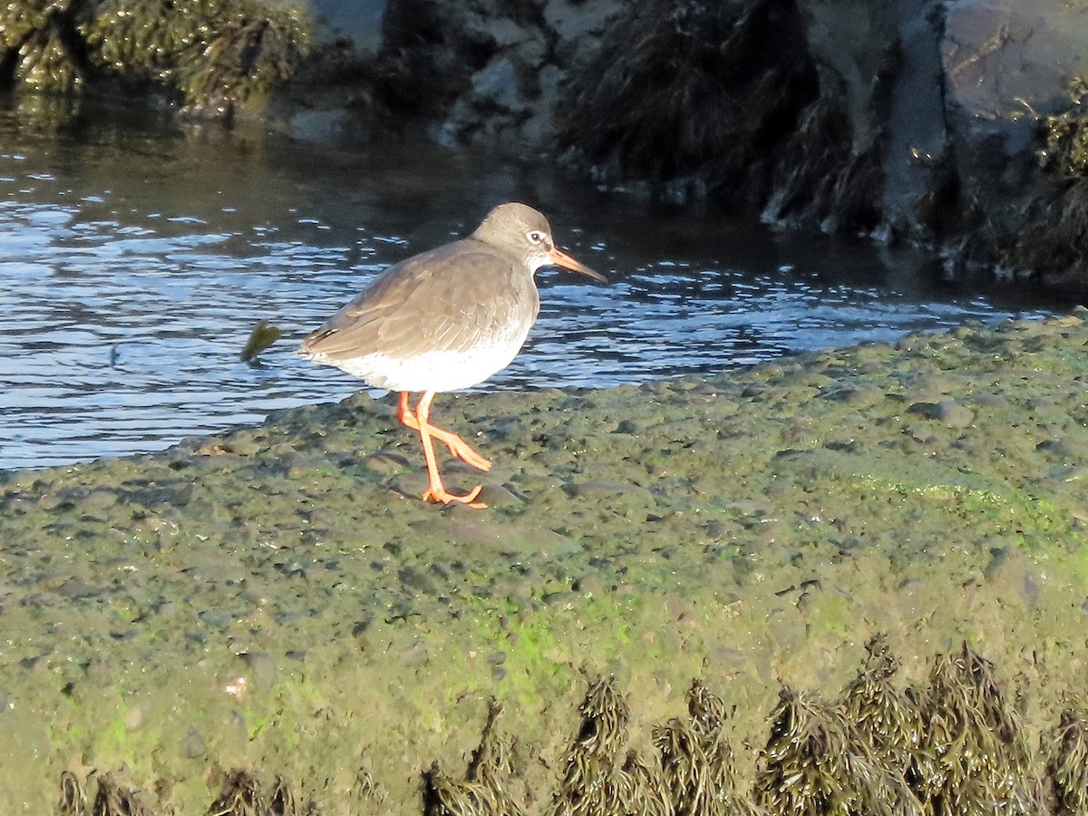 Common Redshank - ML611505324