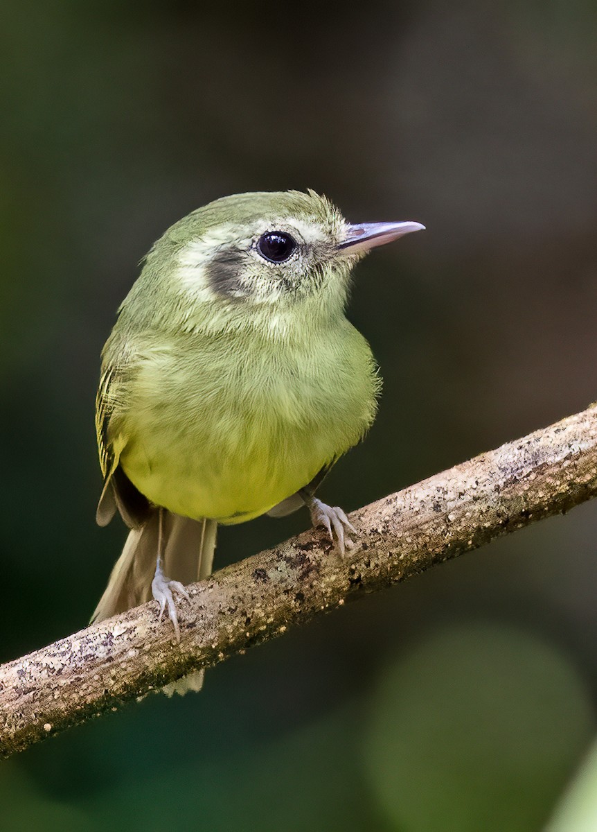 Tyranneau de Sao Paulo - ML611505379