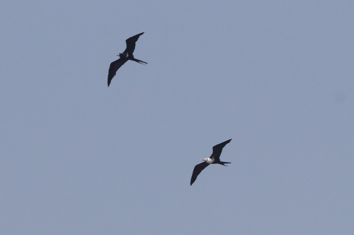 Lesser Frigatebird - ML611505474