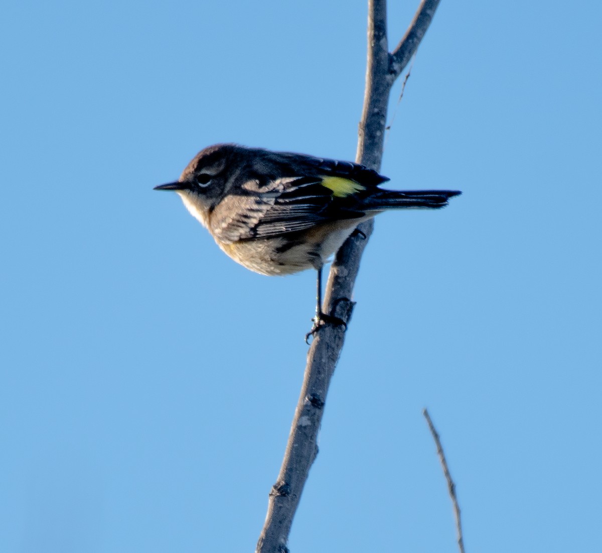 Yellow-rumped Warbler (Myrtle) - ML611505485