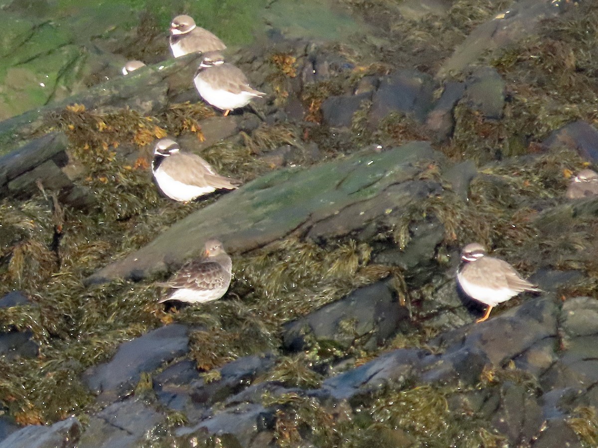 Common Ringed Plover - ML611505490