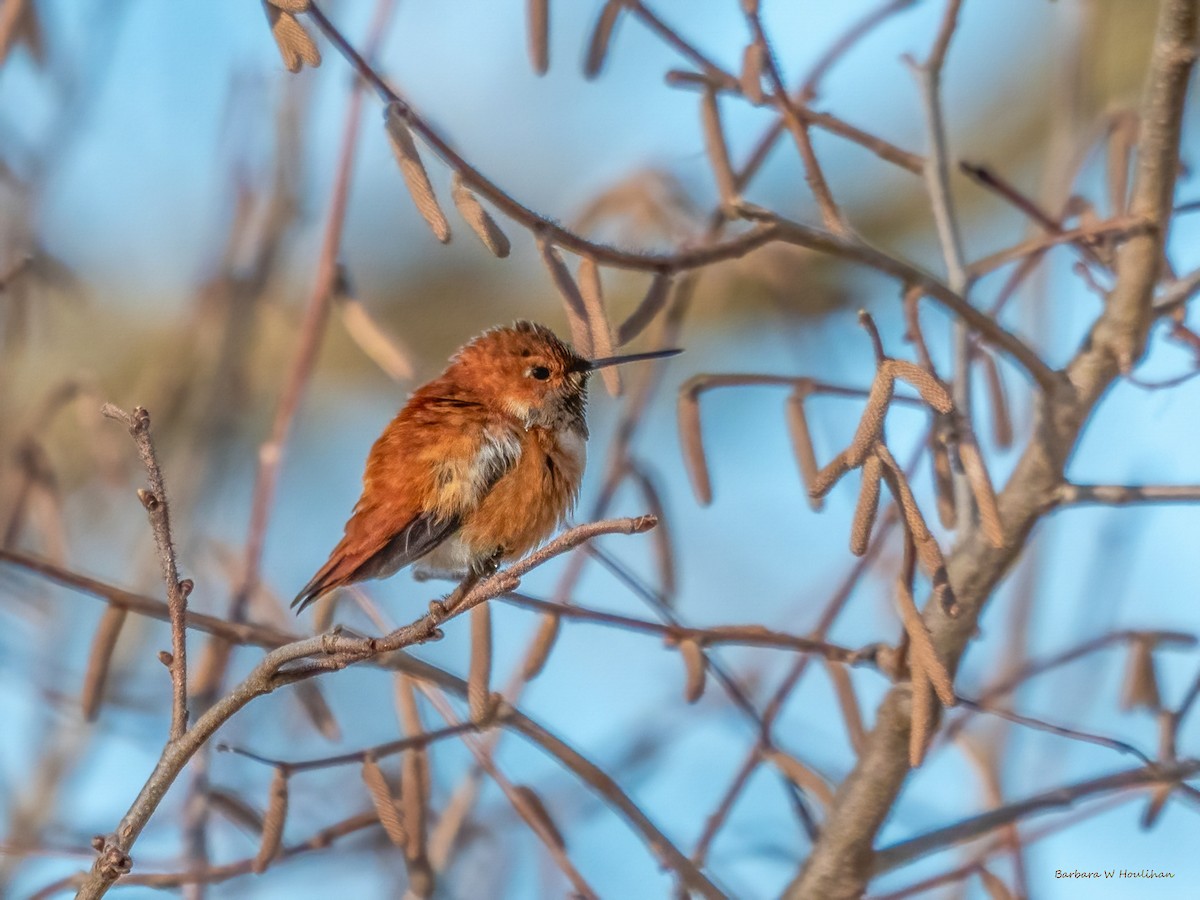 Rufous Hummingbird - ML611505492