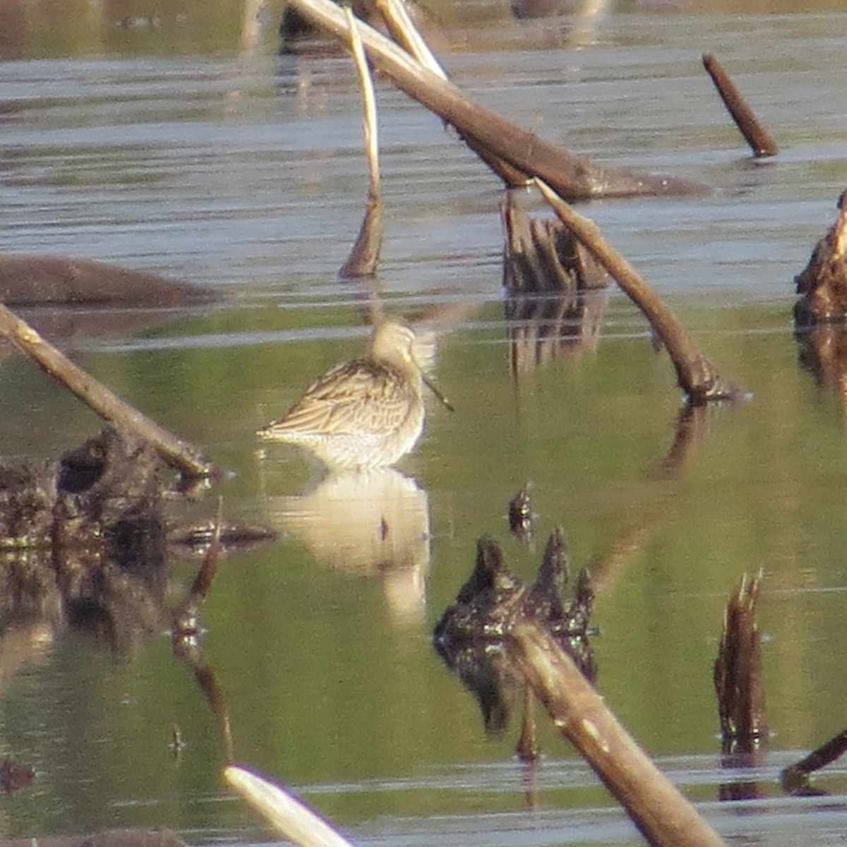 Long-billed Dowitcher - Tom Bailey