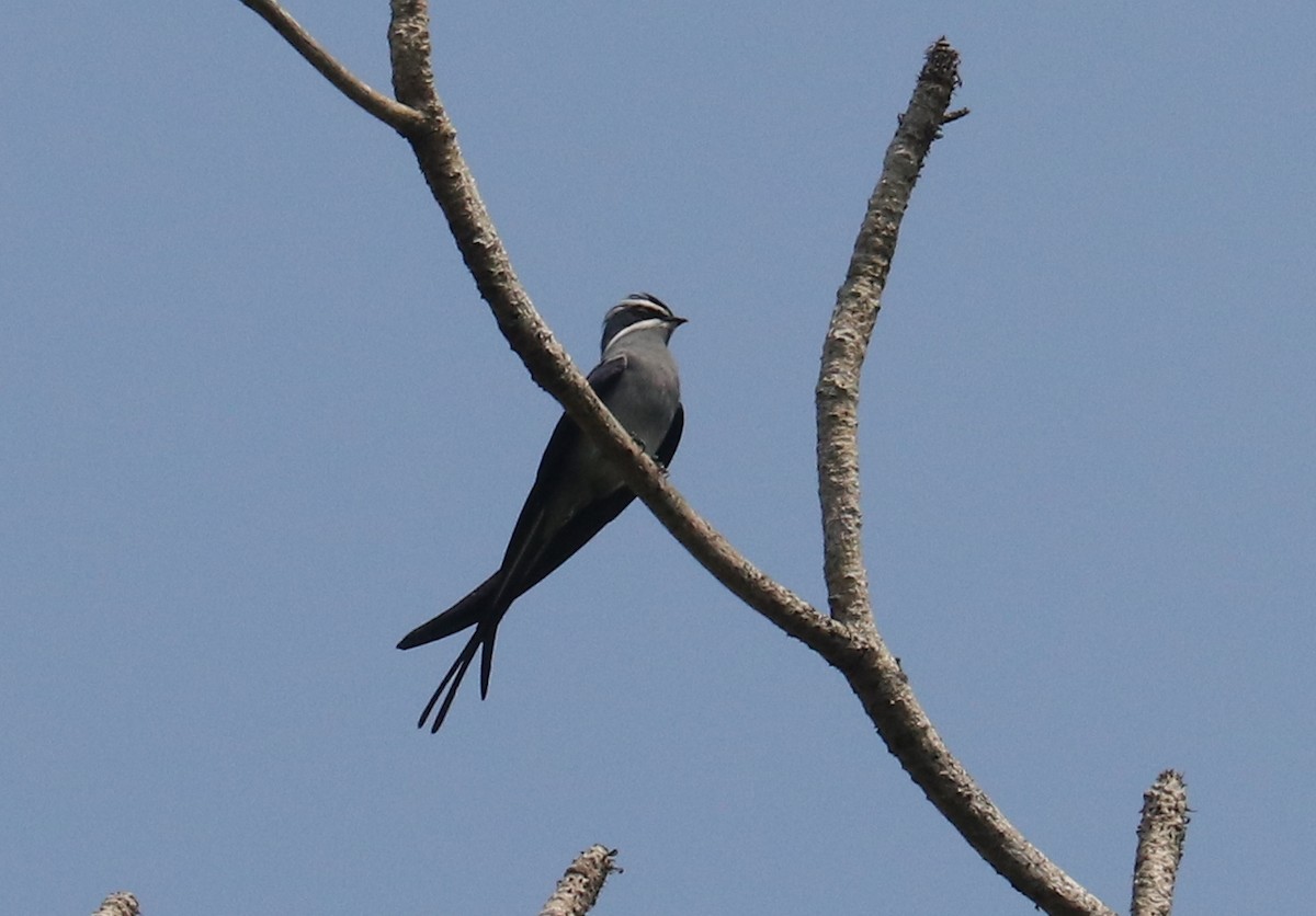Moustached Treeswift - ML611505570