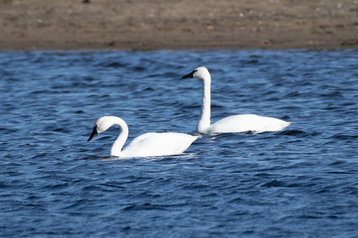 Tundra Swan - James Hatfield