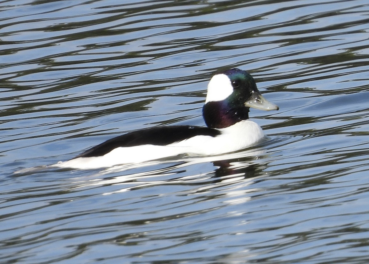 Bufflehead - ML611505619