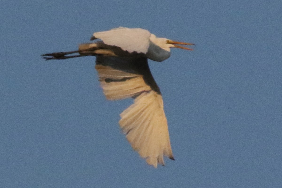 Great Egret - ML611505897