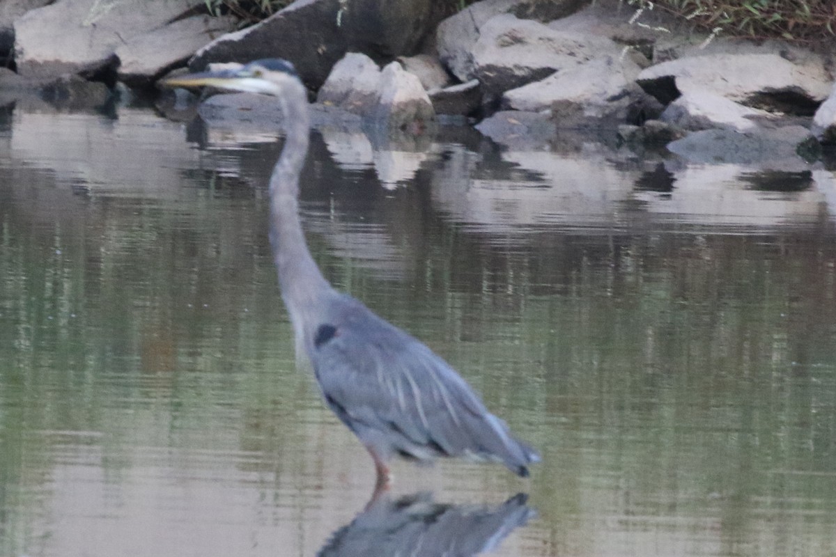 Great Blue Heron (Great Blue) - Jeffrey Blalock