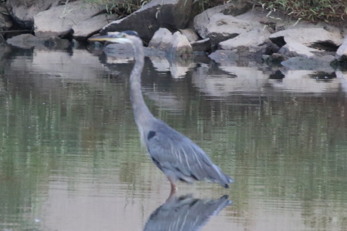 Great Blue Heron (Great Blue) - Jeffrey Blalock