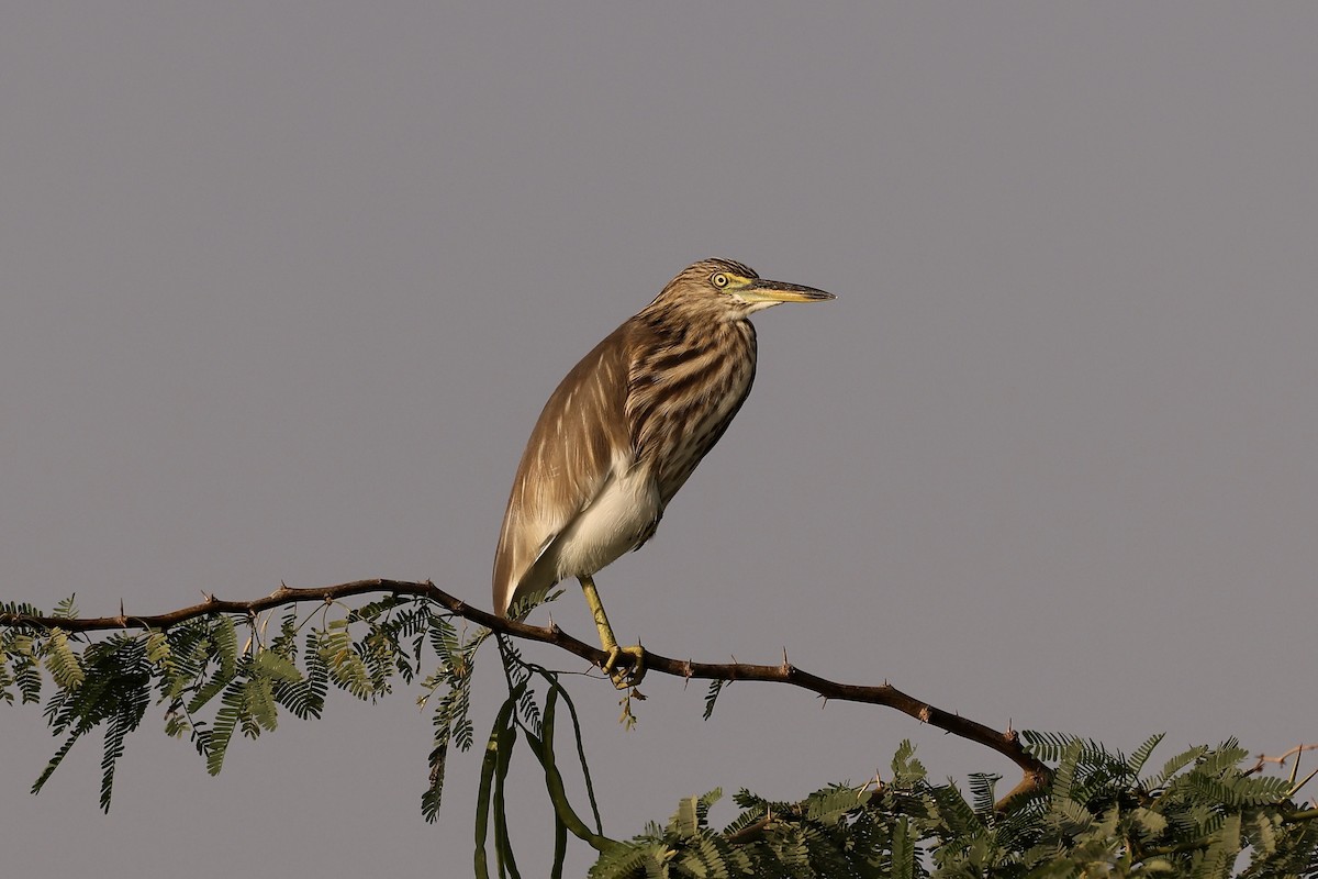 Indian Pond-Heron - ML611505936