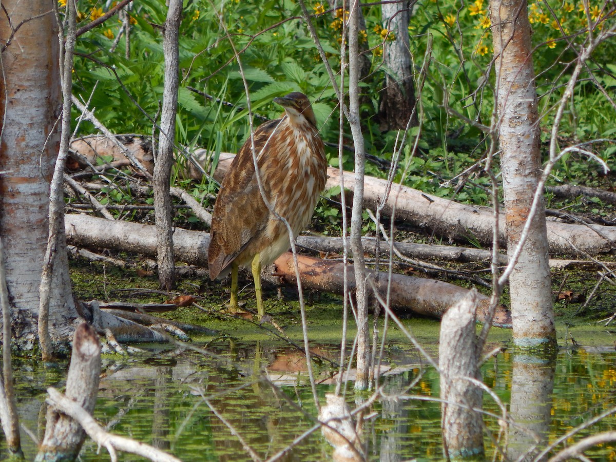 American Bittern - ML611506056