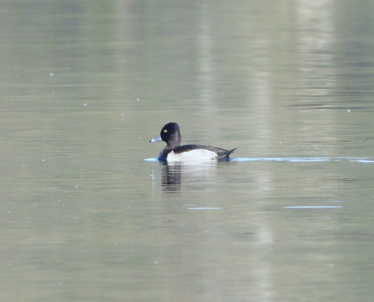 Ring-necked Duck - ML611506135