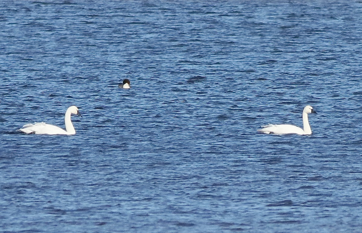 Tundra Swan - ML611506160