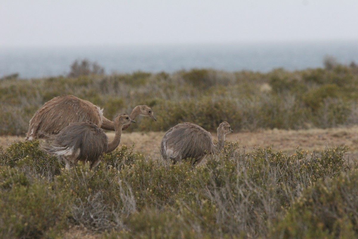 Lesser Rhea - ML611506175