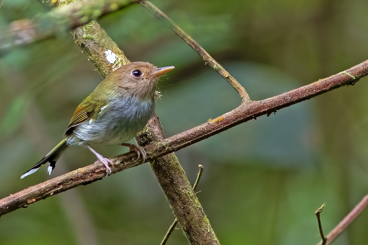 Fork-tailed Pygmy-Tyrant - Fábio Giordano