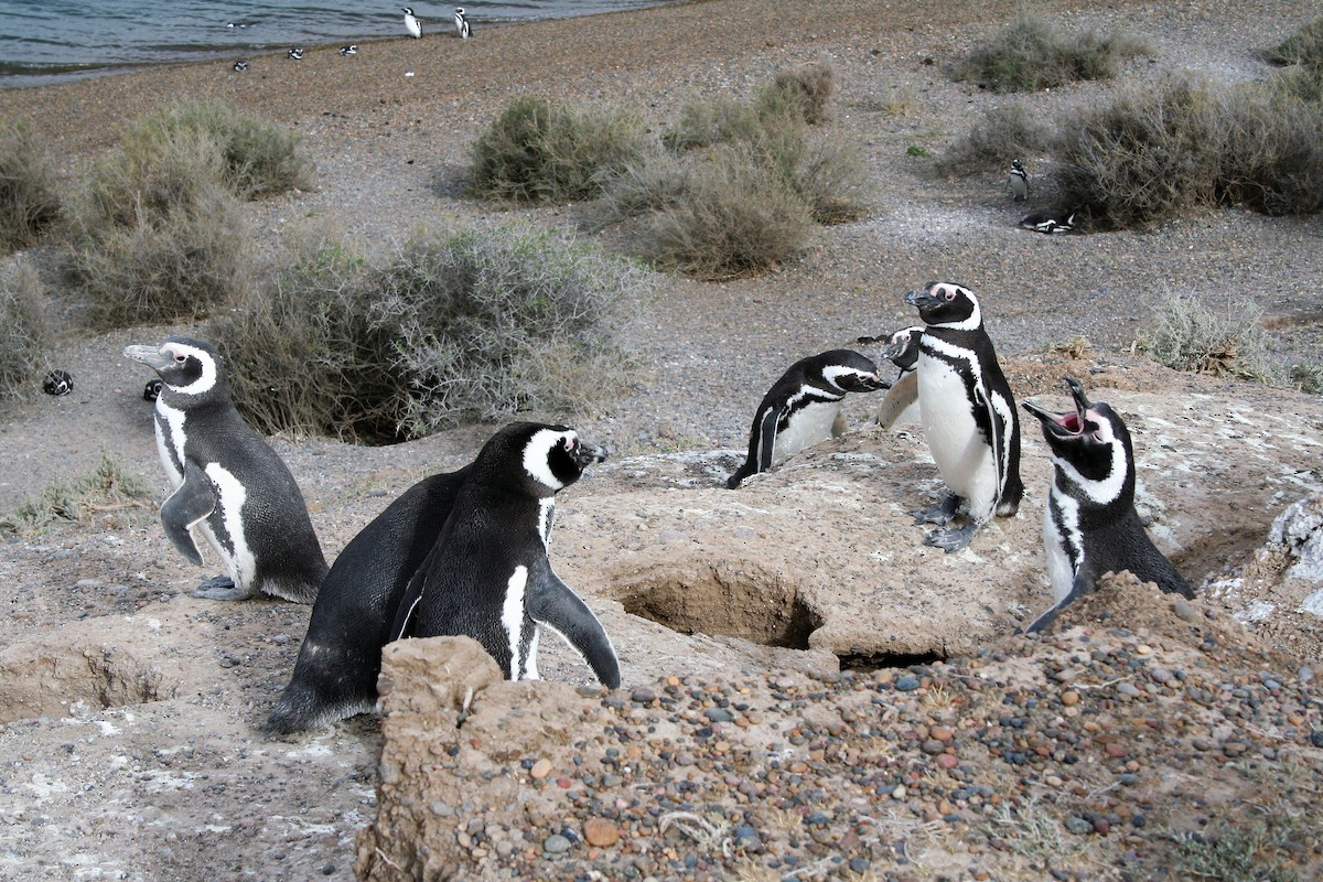 Pingüino Magallánico - ML611506193