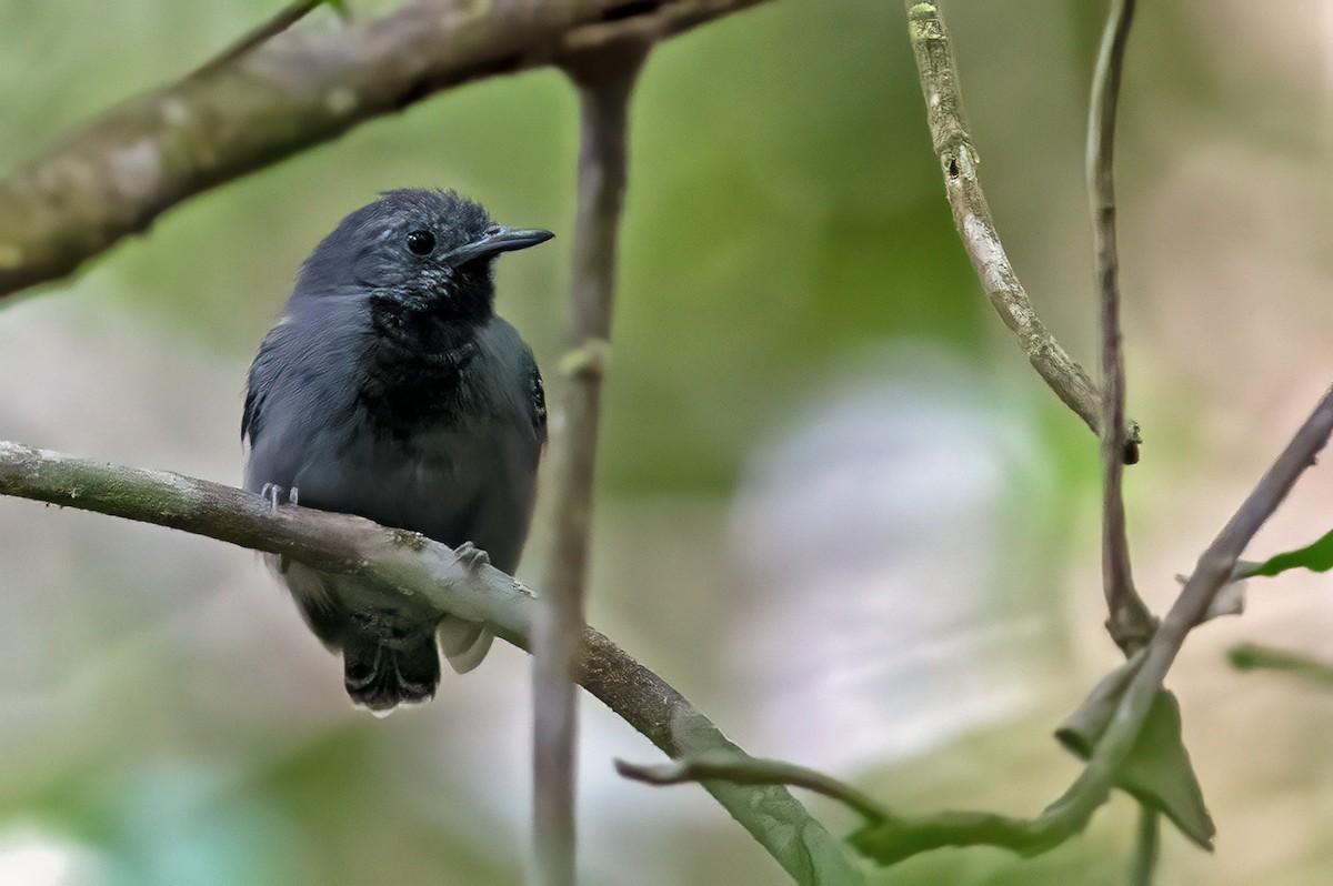 シラナミヒメアリサザイ - ML611506228