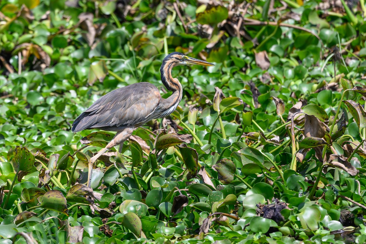 Purple Heron - ML611506387