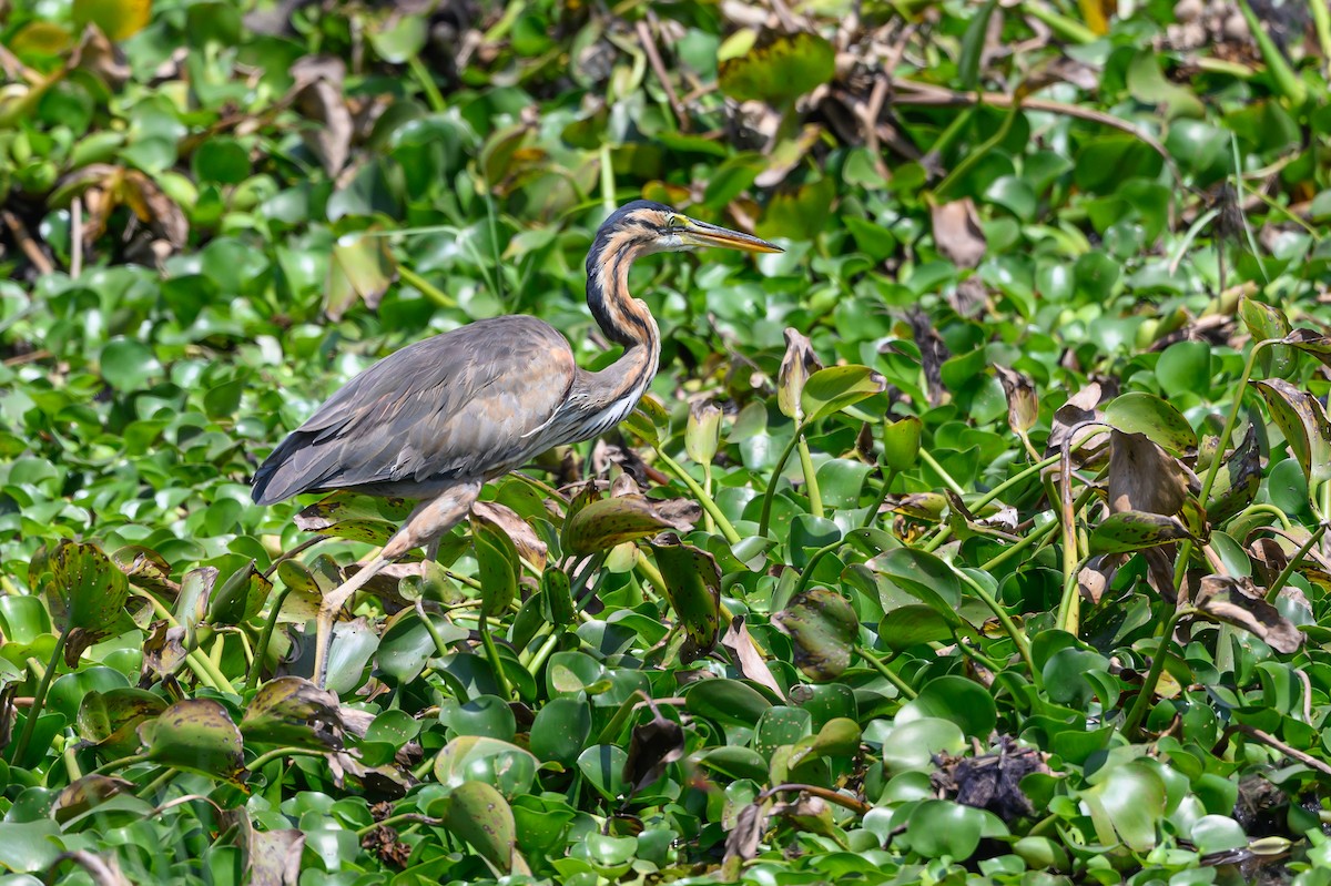 Purple Heron - ML611506388