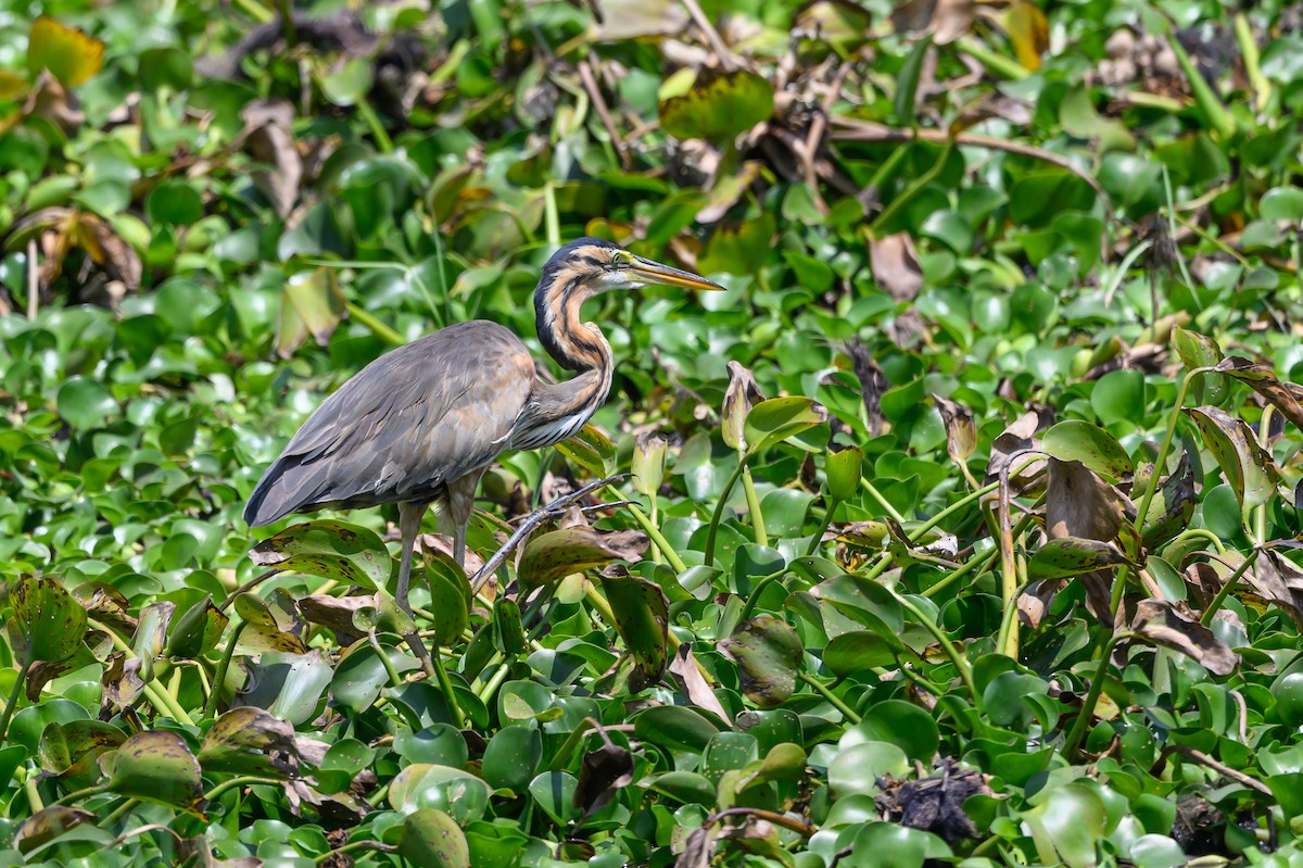 Purple Heron - ML611506389