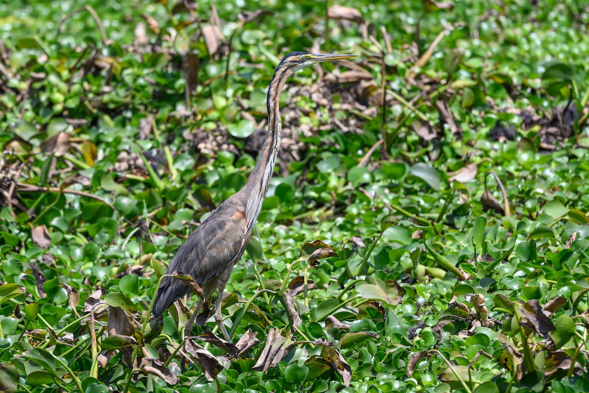 Purple Heron - ML611506398