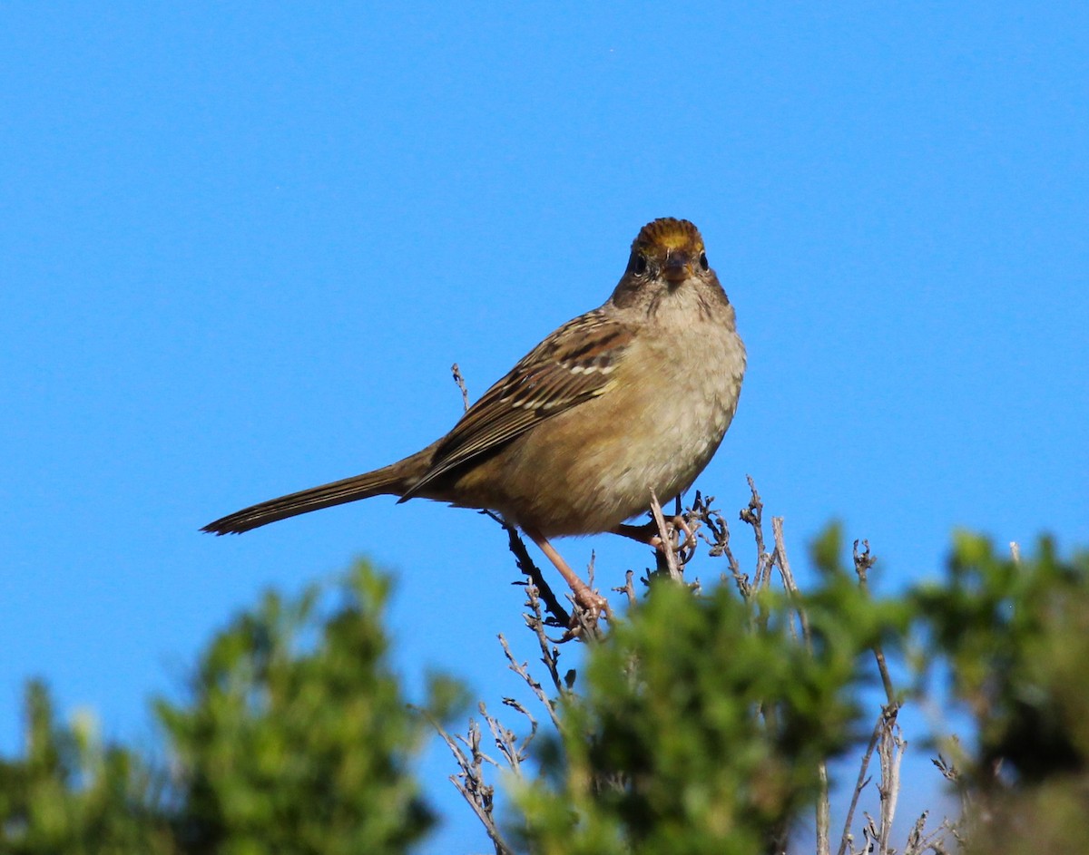 Golden-crowned Sparrow - Roger Hammer