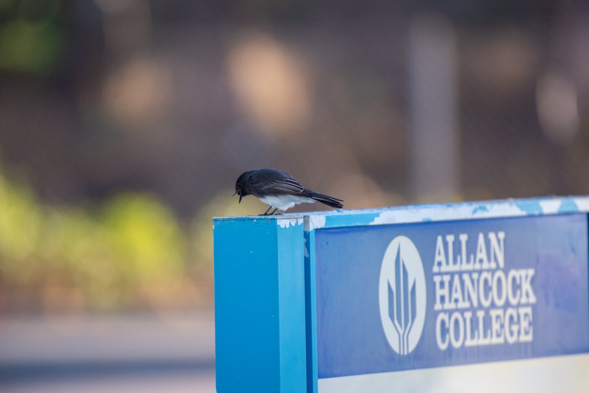 Black Phoebe - ML611506562