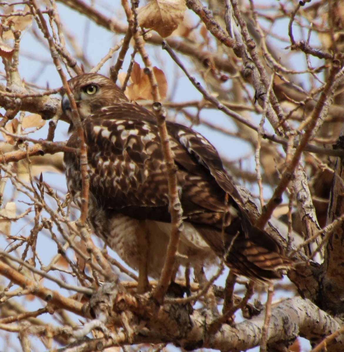 Red-tailed Hawk - ML611506586
