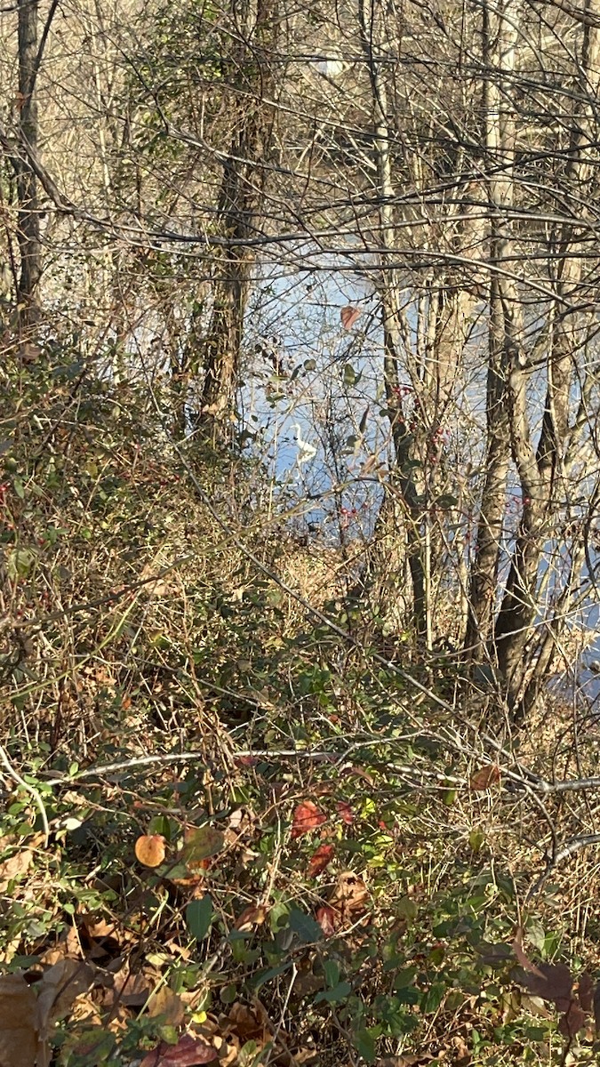 Great Egret - ML611506627