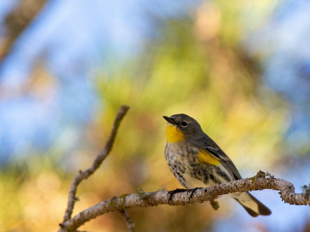 Yellow-rumped Warbler - ML611506630