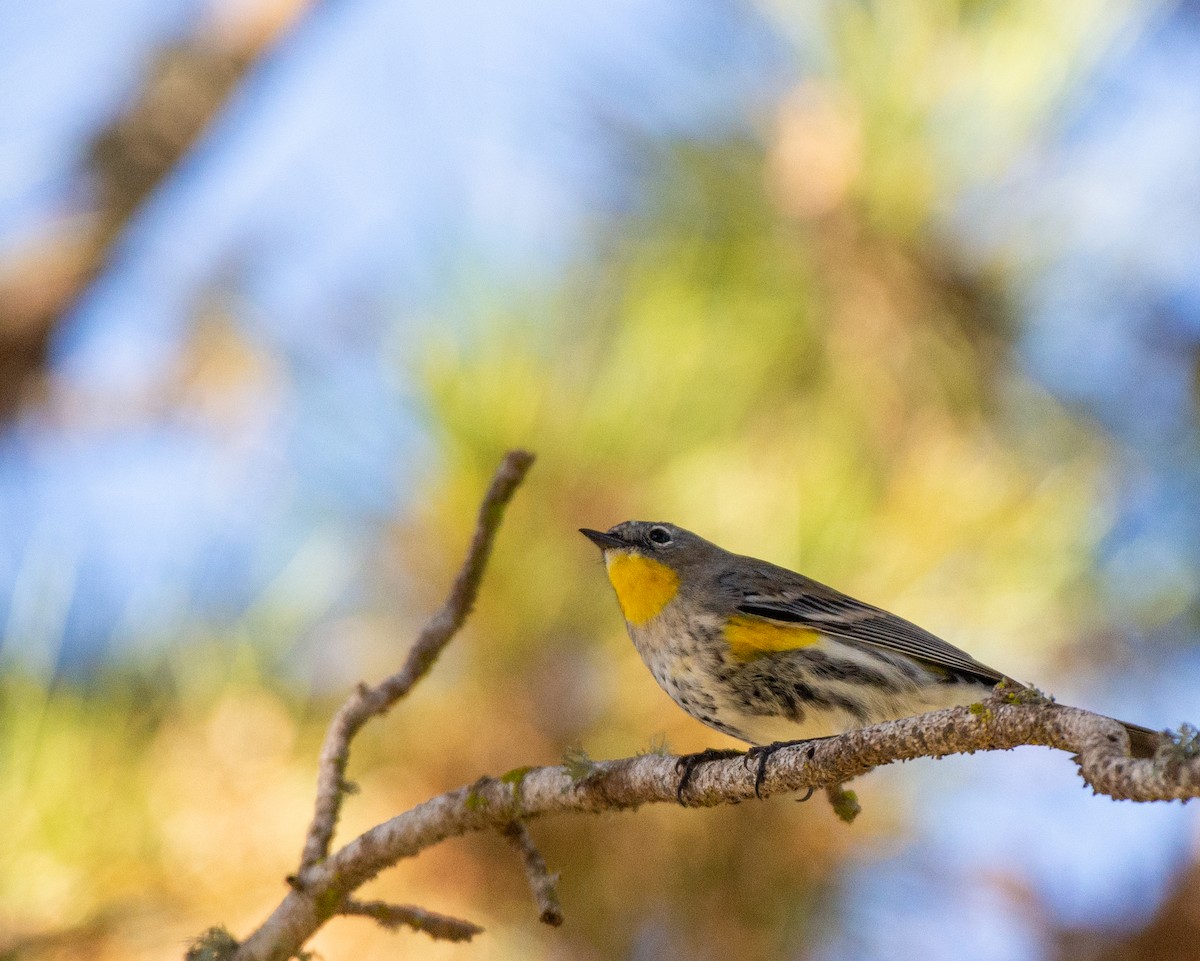 Yellow-rumped Warbler - ML611506631