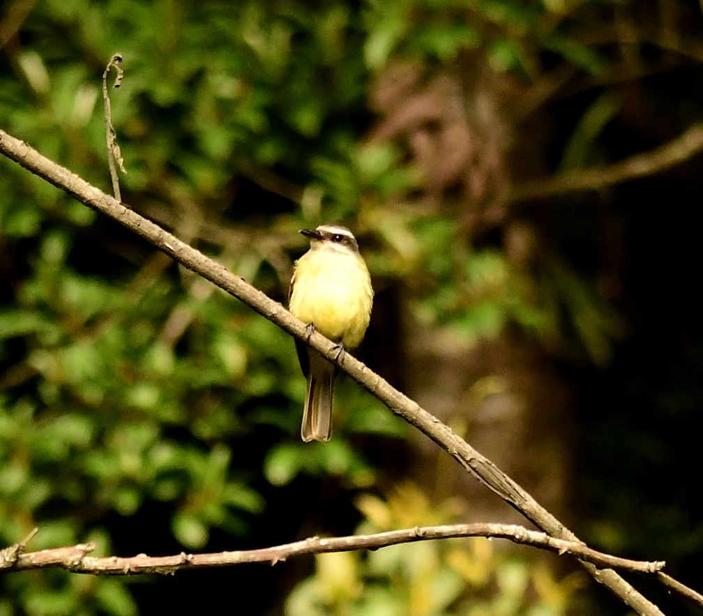 Golden-crowned Flycatcher - ML611506696