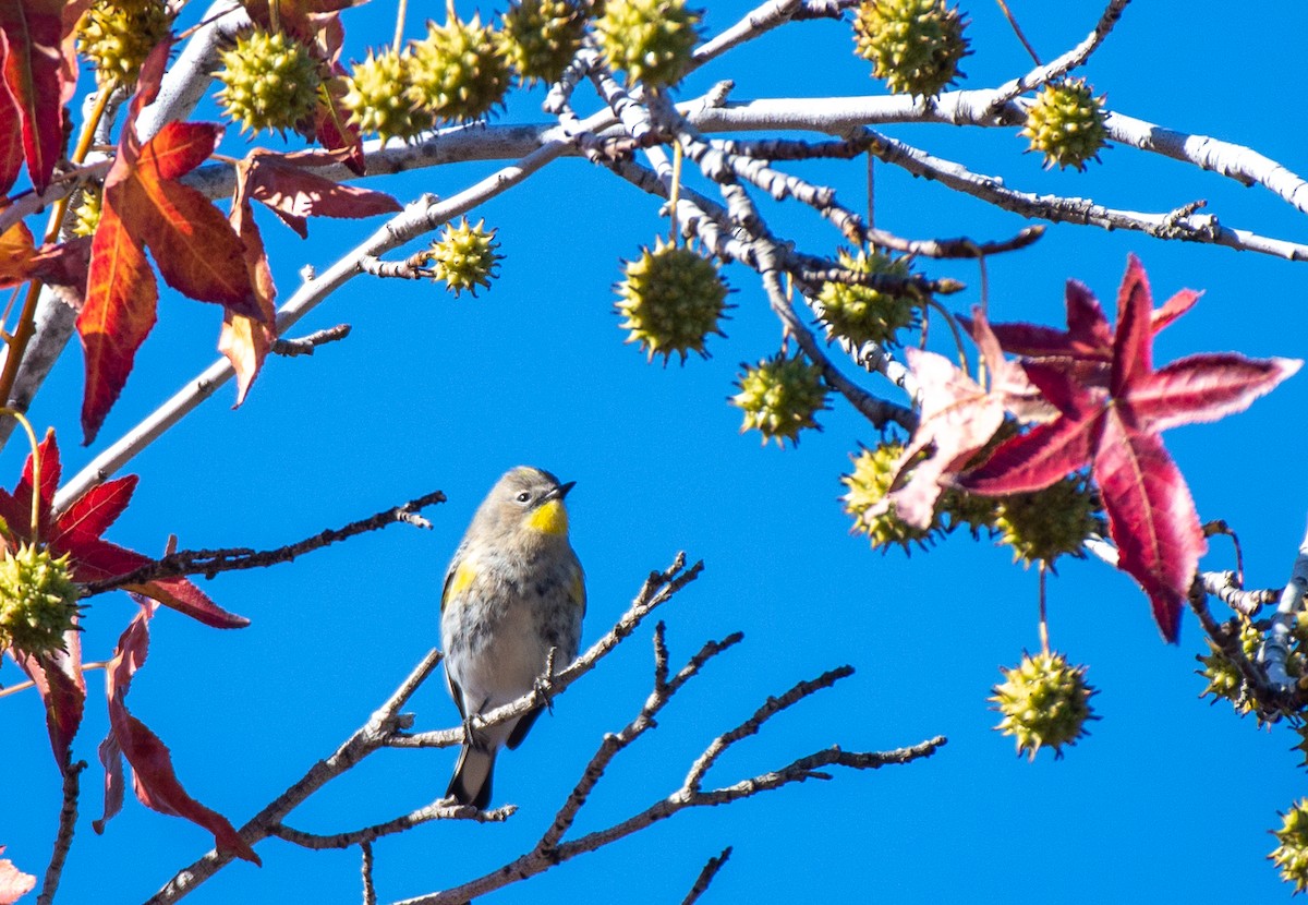 Yellow-rumped Warbler - ML611506738
