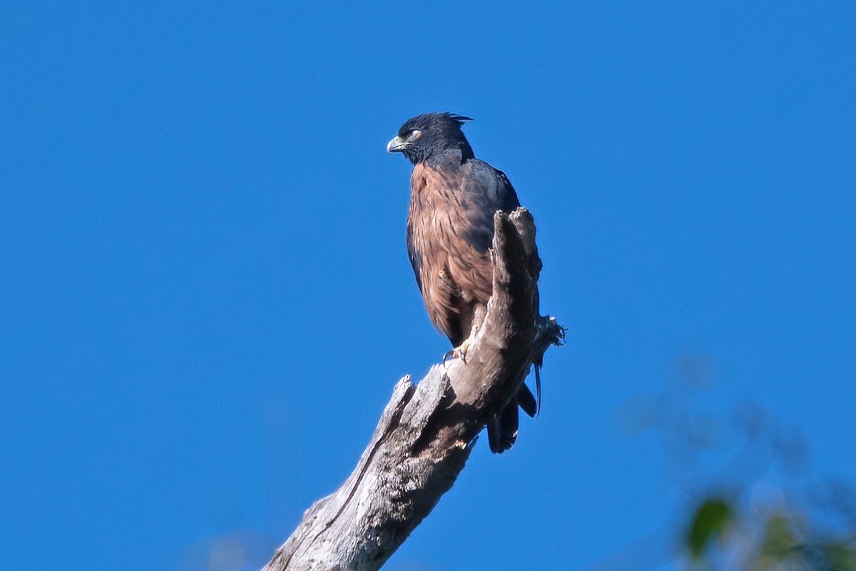 Black-and-chestnut Eagle - ML611506862