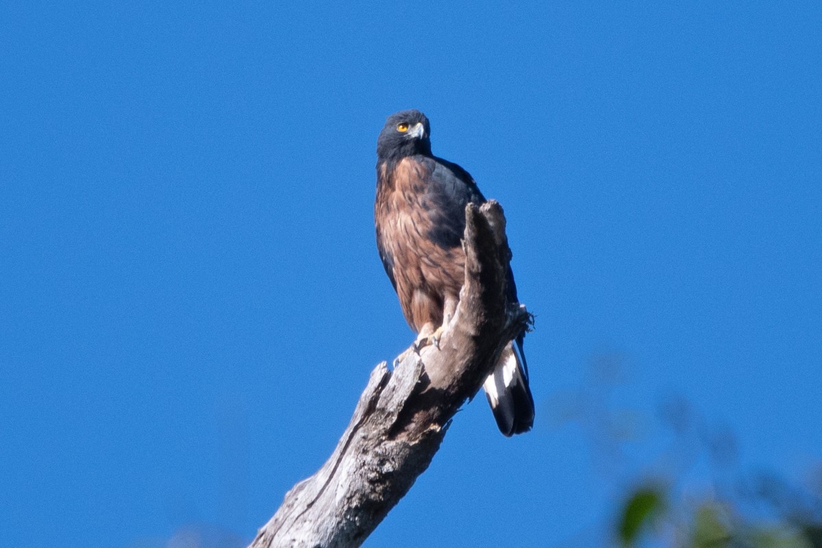 Black-and-chestnut Eagle - ML611506863